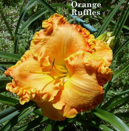 orange ruffles adj rs